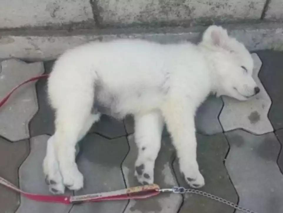 순찰 중 발견된 유기견 성장과정 | 인스티즈