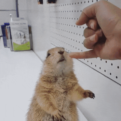 함부로 만지면 안되는 동물.gif | 인스티즈