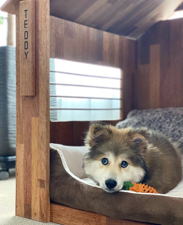 귀엽다고 난리난 배우 이기우가 입양한 유기견.jpg | 인스티즈