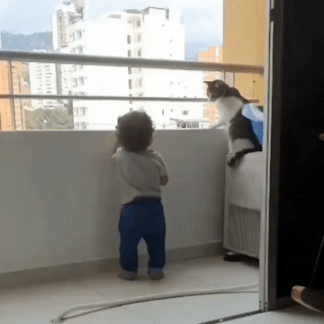 냥성 개차반이라는 고양이 실체 | 인스티즈