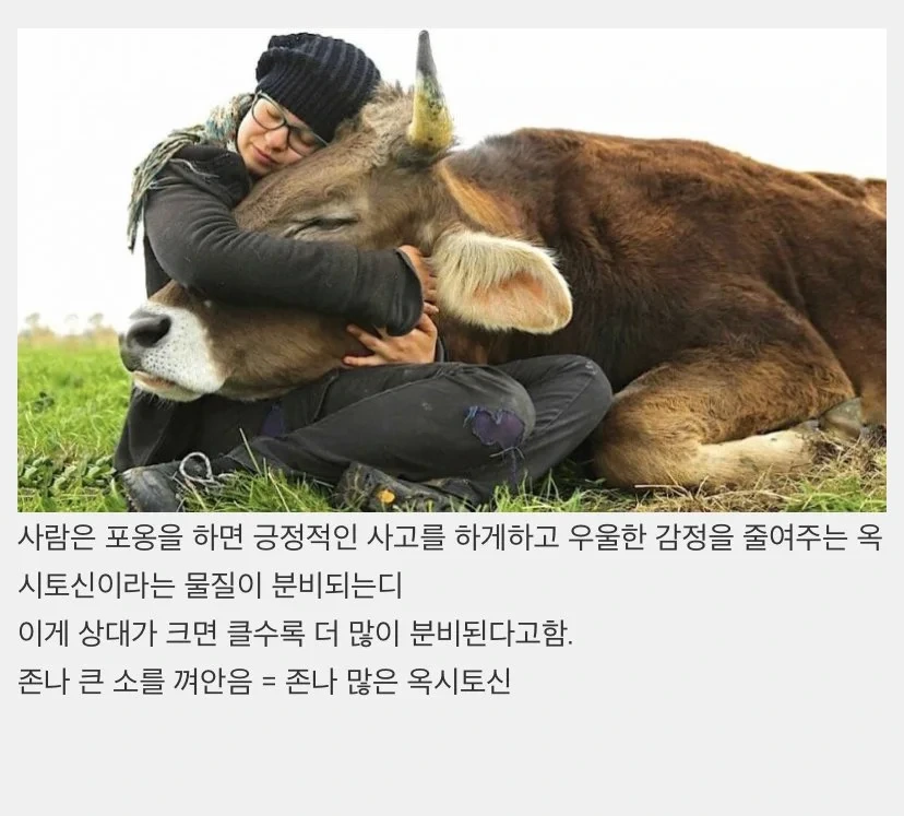 인기많은 소 끌어안기 .jpg | 인스티즈