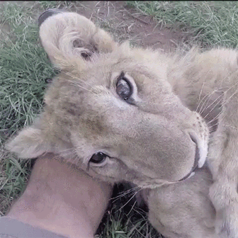 끼부리는 사자 | 인스티즈