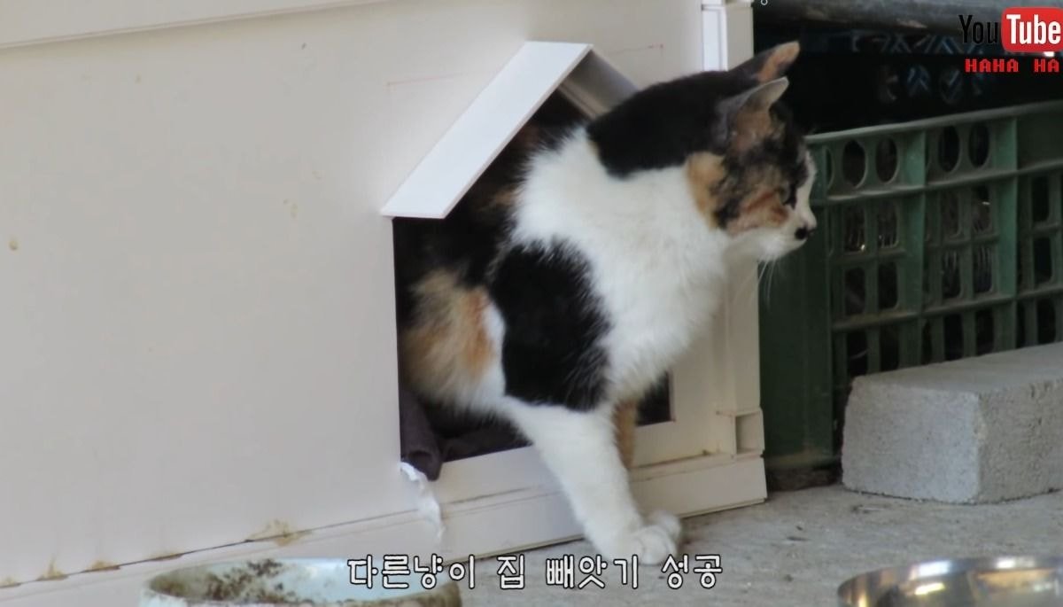 [hahaha] 아기 삼색냥이 인생 최대의 도박 | 인스티즈