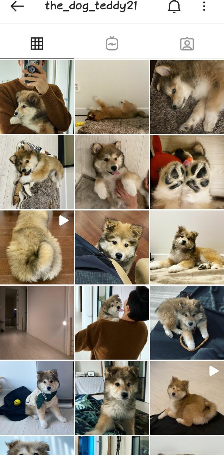 귀엽다고 난리난 배우 이기우가 입양한 유기견.jpg | 인스티즈