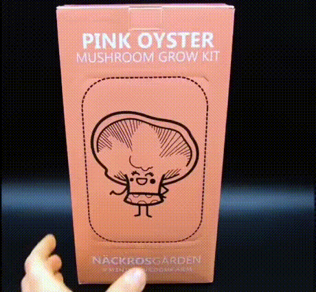 버섯 재배 키트 | 인스티즈