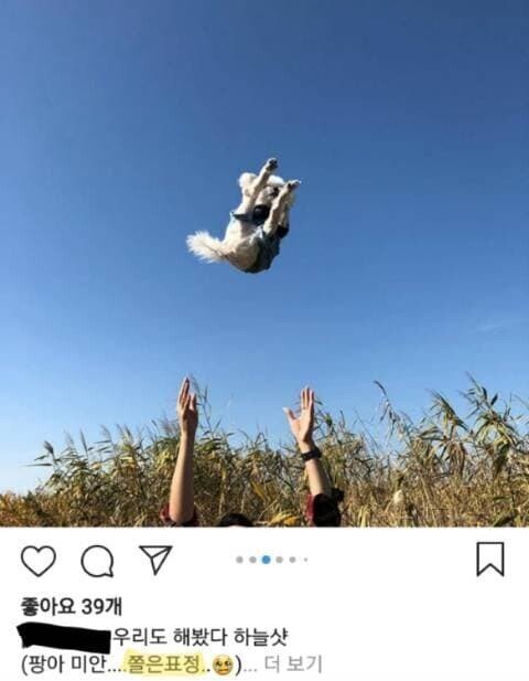 갈때까지 가버린 애견 인스타 유행.jpg | 인스티즈