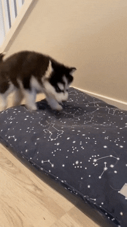 별자리쿠션 선물받고 좋아하는 아기댕댕이 | 인스티즈