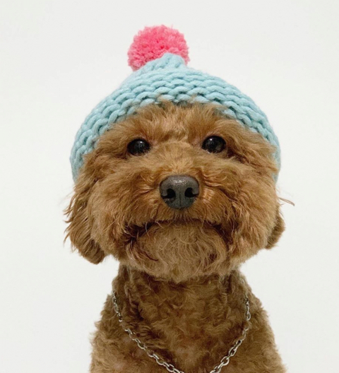 전국 기다려 대회에서 2분이라는 대기록으로 1등한 댕댕이 | 인스티즈