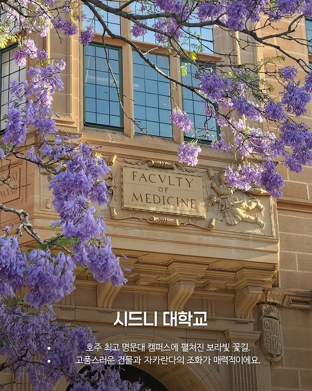 호주의 벚꽃 자카란다 | 인스티즈