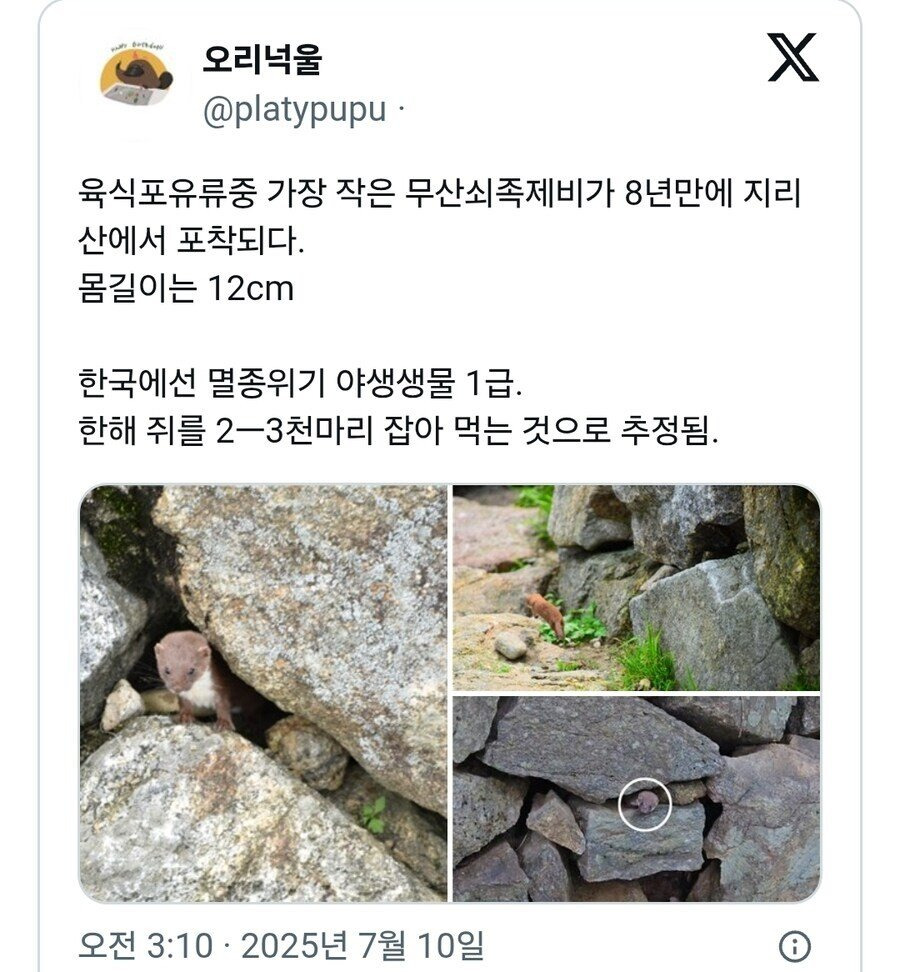8년만에 지리산에서 포착된 멸종위기동물 | 인스티즈