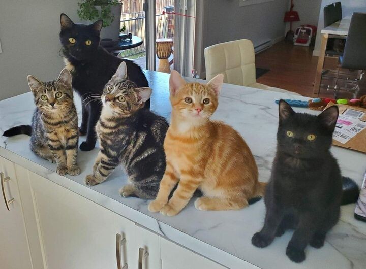새끼 고양이 .jpg | 인스티즈