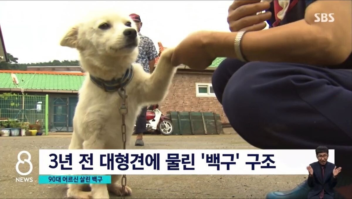 실종된 90대 할머니 살린 댕댕이 | 인스티즈