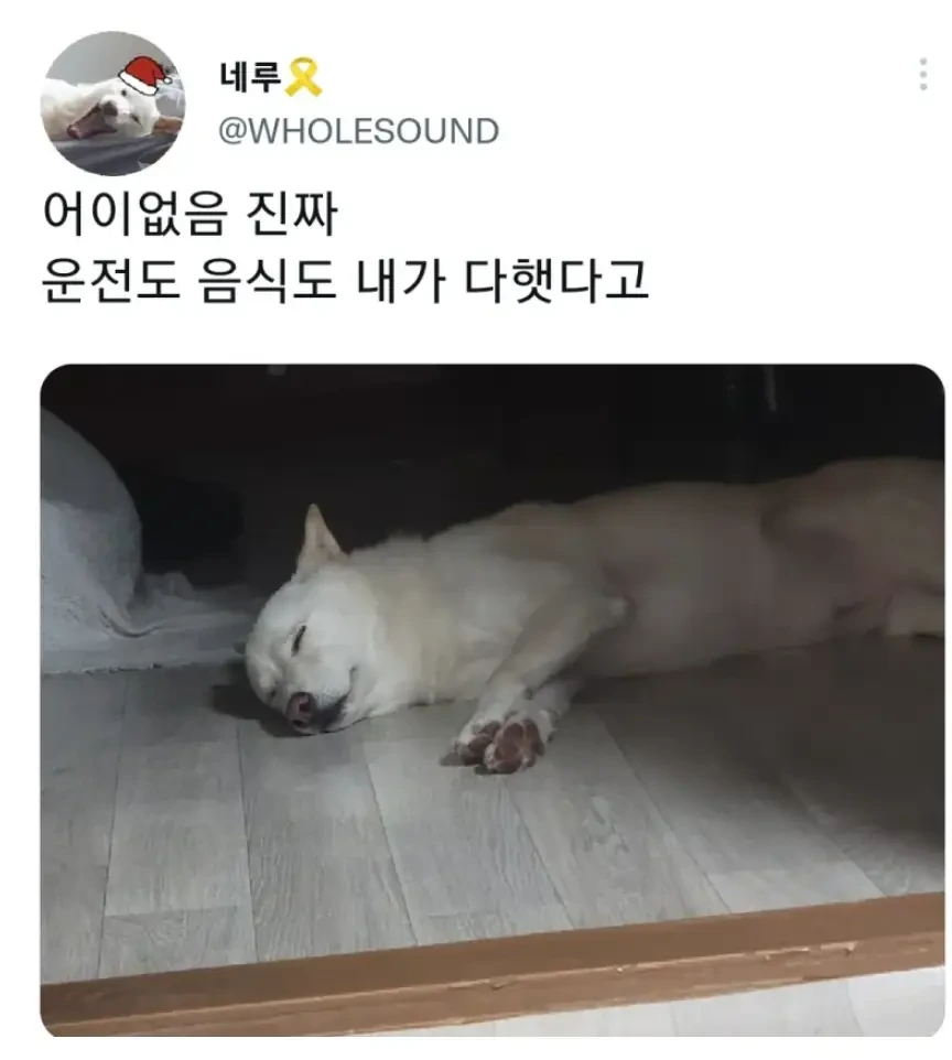 명절 주인보다 먼저 지친 강아지 | 인스티즈