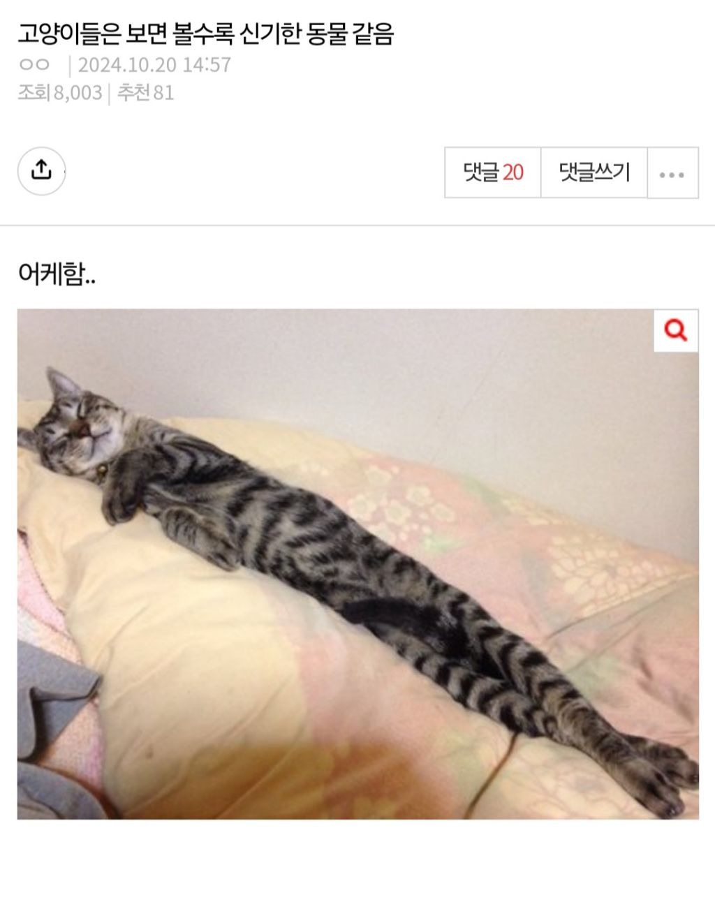 고양이들은 보면 볼수록 신기한 동물 같음 | 인스티즈