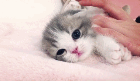 고양이 움짤.gif | 인스티즈