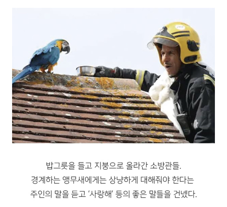 지붕 위에 올라간 앵무새를 구하러 간 소방관이 들은 말 | 인스티즈