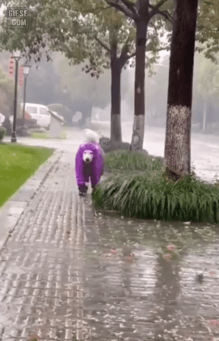 우비입은 댕댕이 | 인스티즈