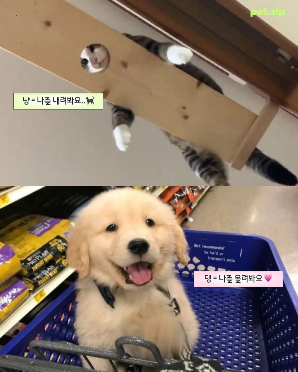 강아지와 고양이 결정적 차이점 | 인스티즈