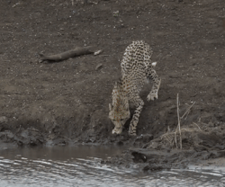 호숫가에서 물마시다 당하는 치타.gif | 인스티즈