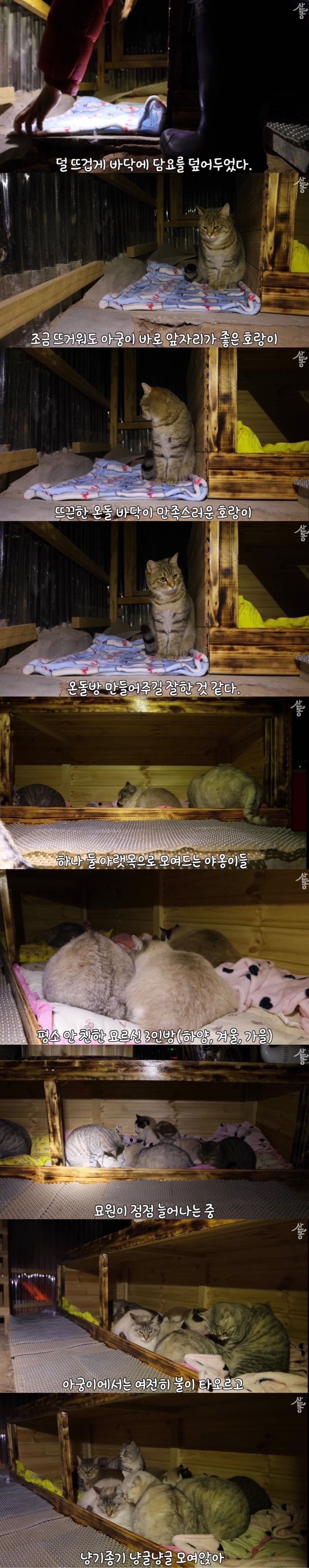 온돌 지지는 K-고양이 | 인스티즈