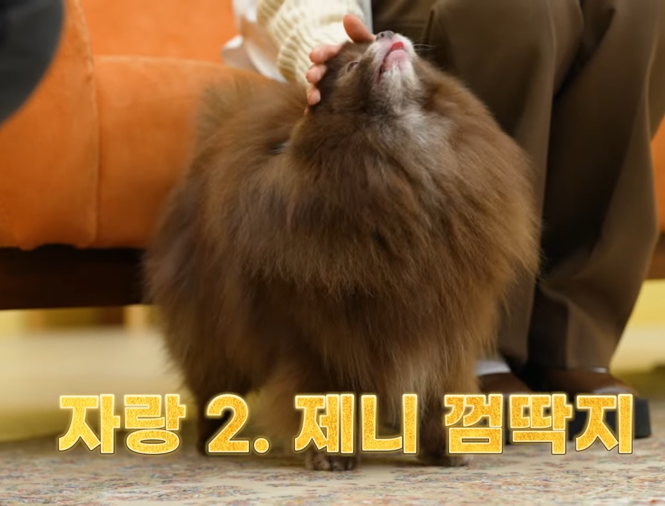 제니 껌딱지라는 블랙핑크 제니의 반려견.gif | 인스티즈