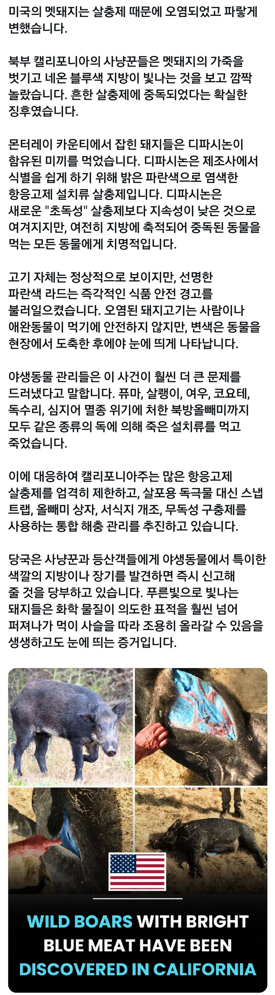 미국 멧돼지 근황 .jpg | 인스티즈