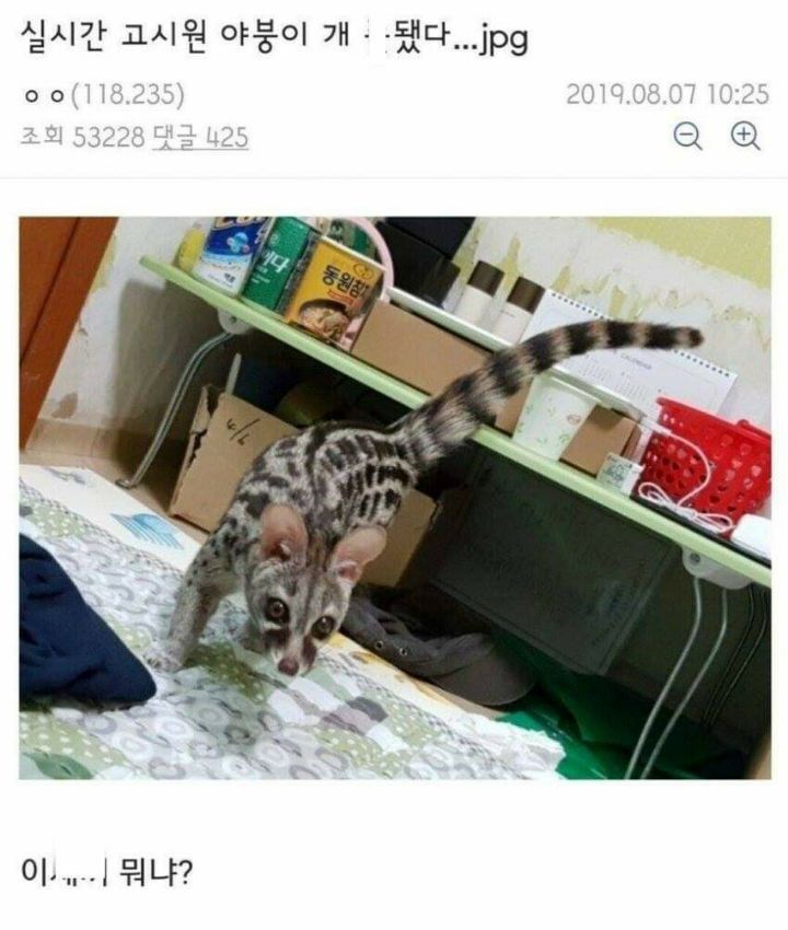 야붕이 실시간 x된 모음집 | 인스티즈