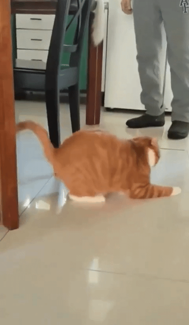 고장난 고양이 | 인스티즈