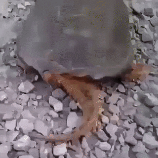 거북이 건드리면 안 되는 이유.gif | 인스티즈