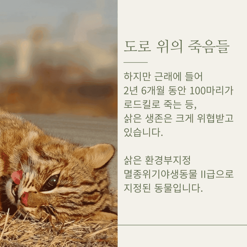 캣맘들 땜에 고통 받는 삵 근황 | 인스티즈