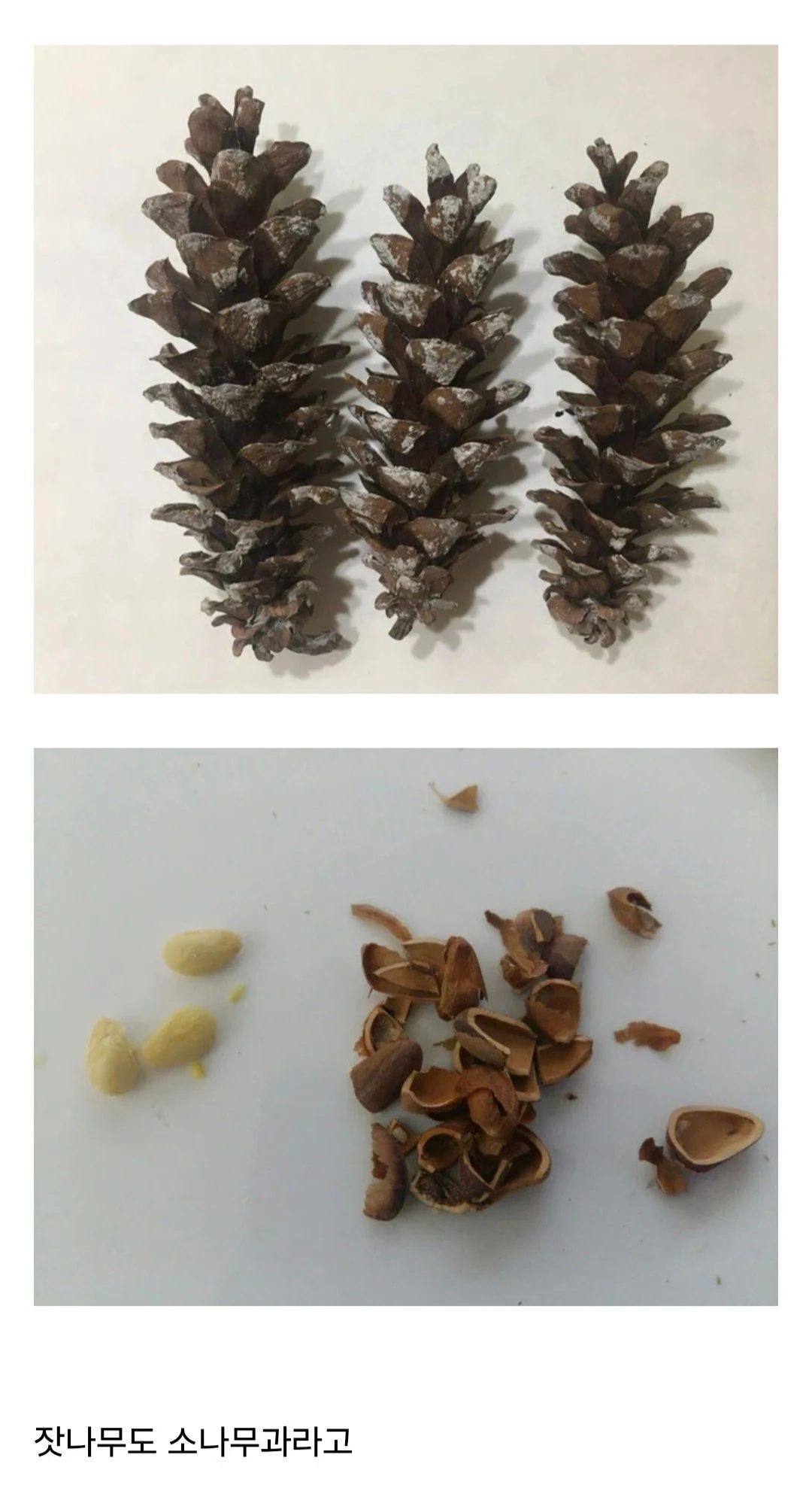 잣이 은근히 비싼 이유 | 인스티즈