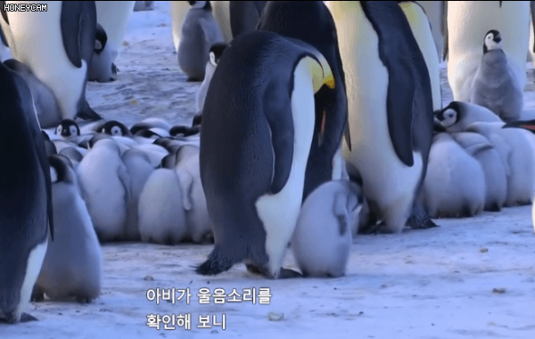 친자확인후 먹이주는 황제펭귄.gif | 인스티즈