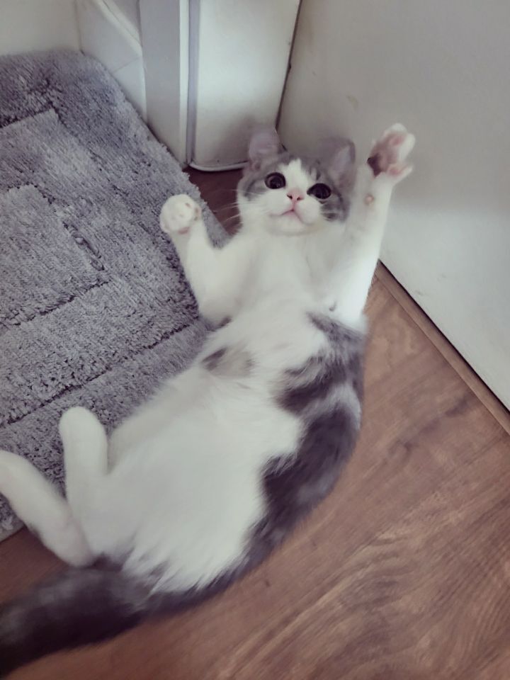 사람만큼 다양한 표정을 짓는 고양이 | 인스티즈