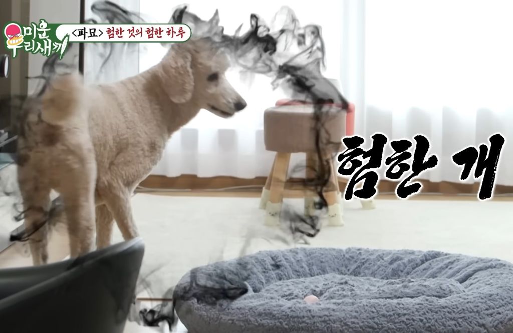 키 2미터 넘는 연예인들이 키우는 강아지...jpg | 인스티즈