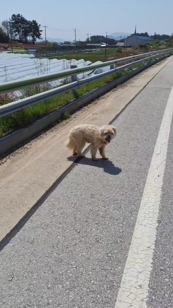 길냥이 길댕이 맘에들면 주워가라길래 주워옴 | 인스티즈