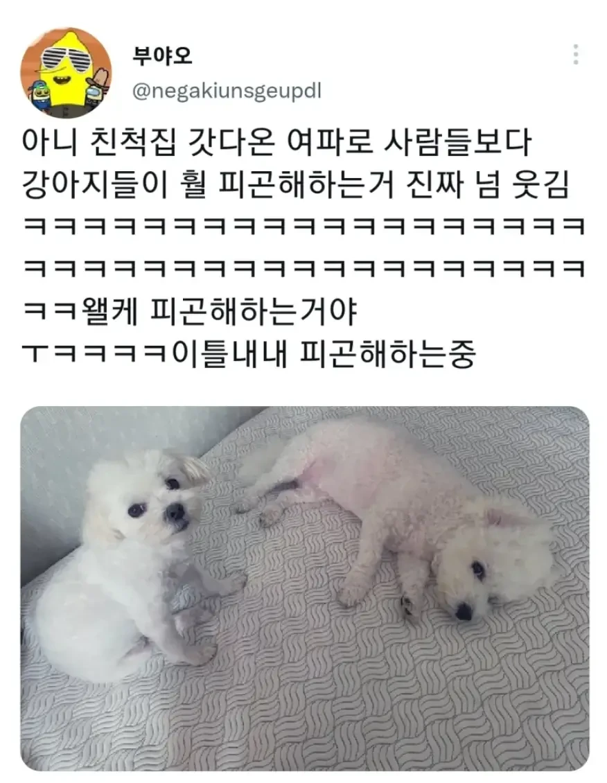 명절 주인보다 먼저 지친 강아지 | 인스티즈