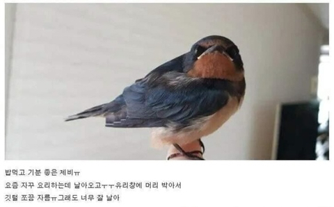 싱글벙글 새줍한 디씨인 | 인스티즈