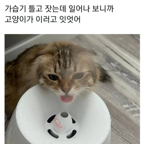 가습기 틀고 잤는데 일어나 보니까 고양이가 이러고 있었어 | 인스티즈