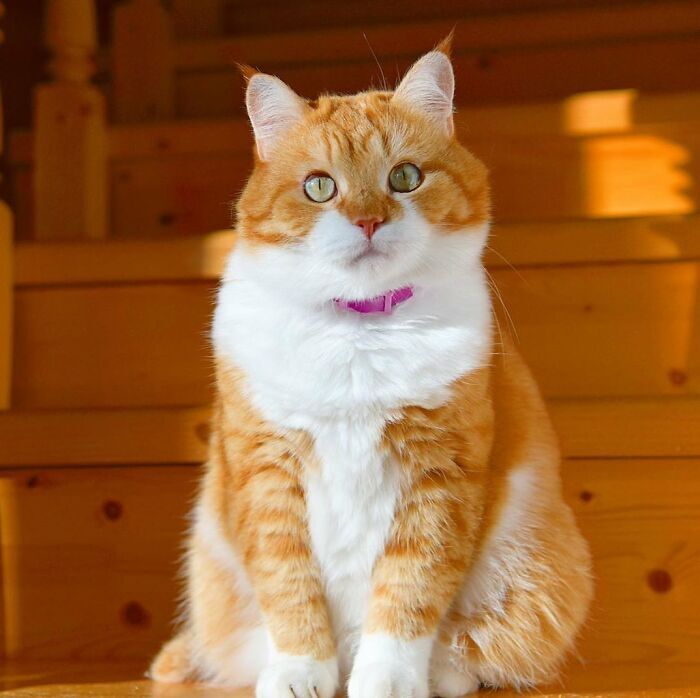 러시아 고양이 .jpg | 인스티즈