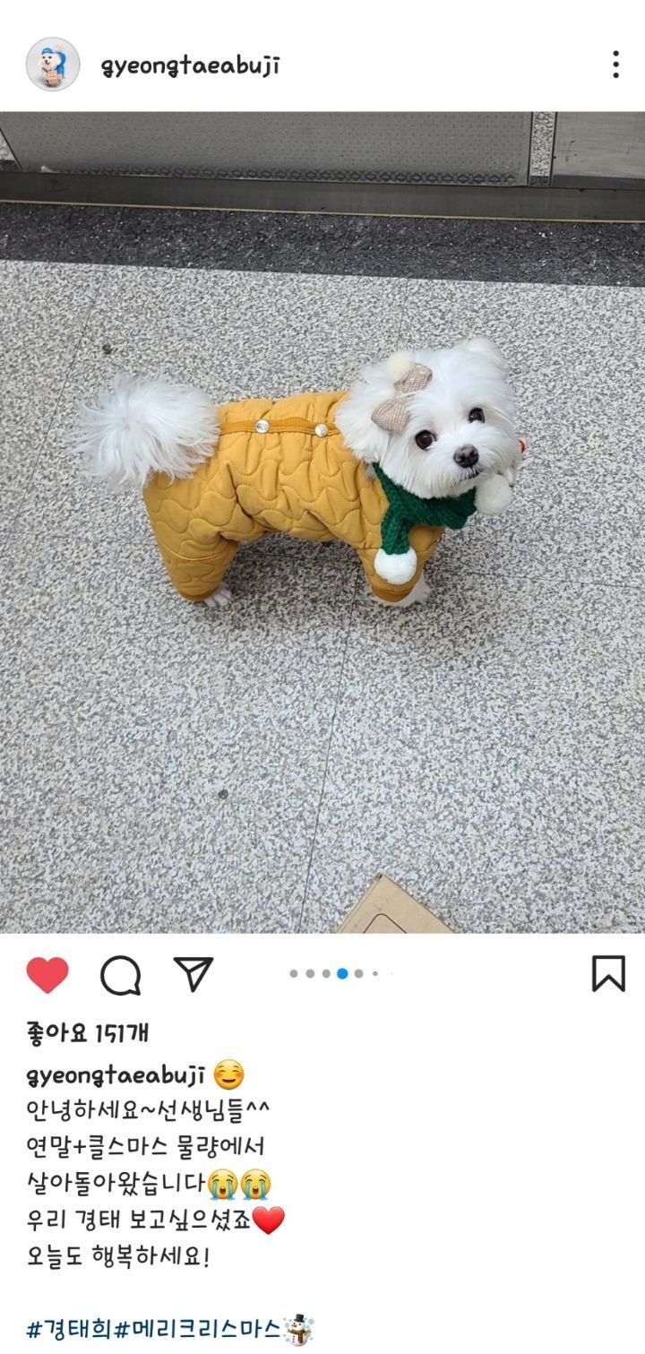 크리스마스 이브에도 열일 중인 택배견 경태.jpg | 인스티즈