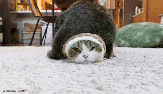통에 껴버린 고양이 | 인스티즈