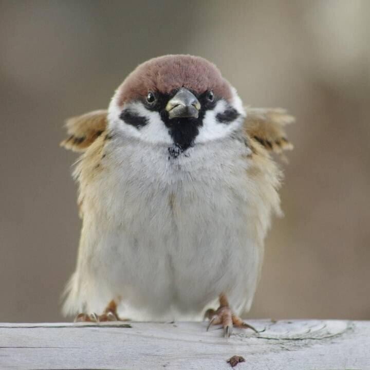 참새 얼굴 정면 .jpg | 인스티즈