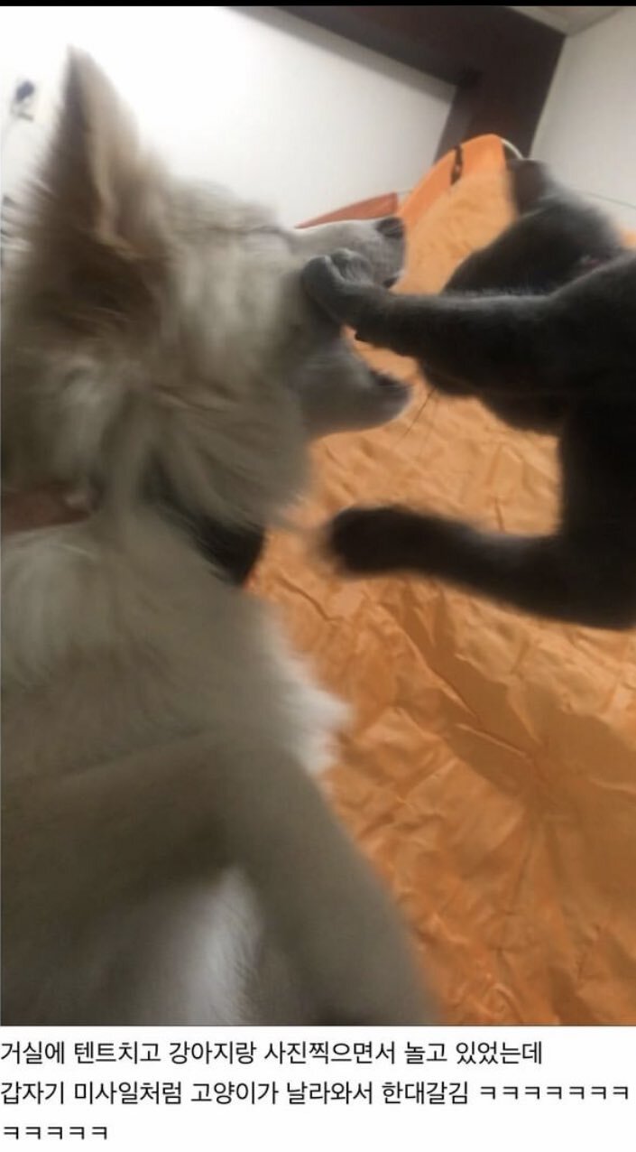 우리집 댕댕이 고앵이랑 또 싸움.JPG | 인스티즈