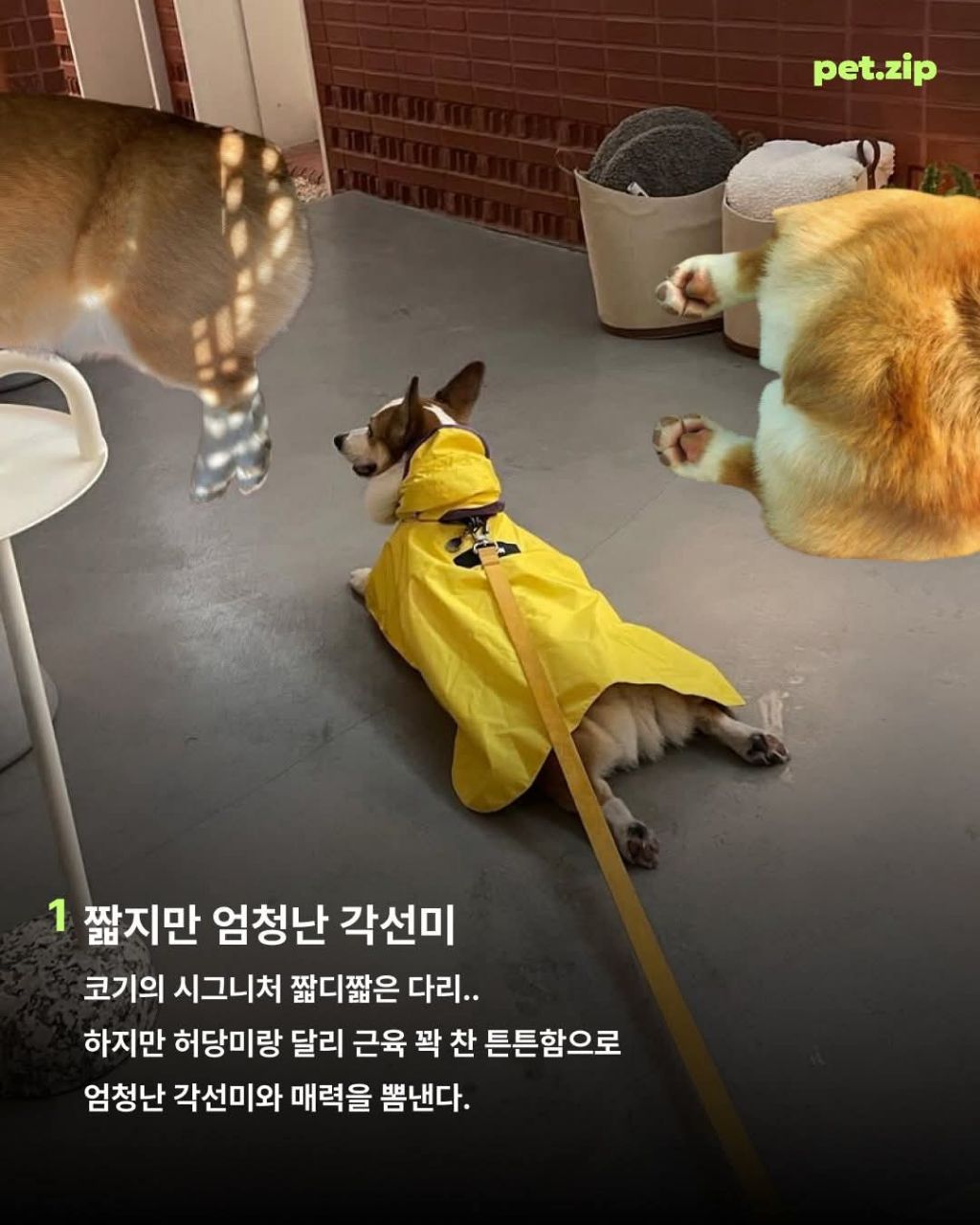 웰시코기가 짱인 이유 | 인스티즈