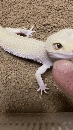 도내 최고 미녀라는 도마뱀 .gif | 인스티즈