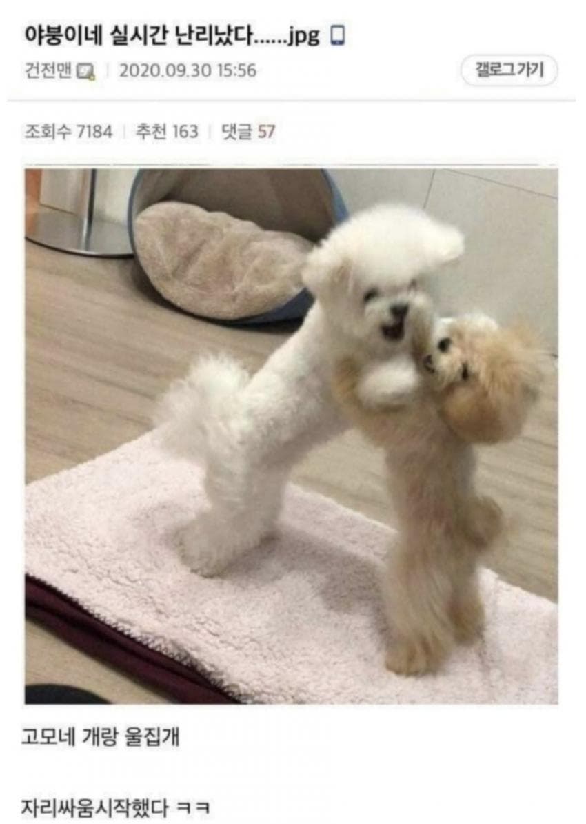 디씨 댕댕이 인증 레전드 모음 | 인스티즈