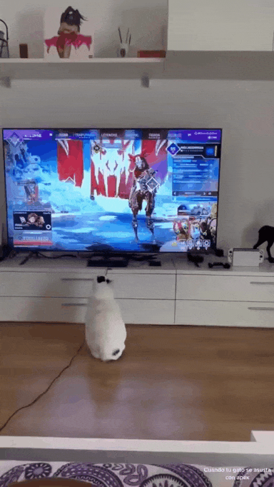 게임에 놀란 고양이 .gif | 인스티즈