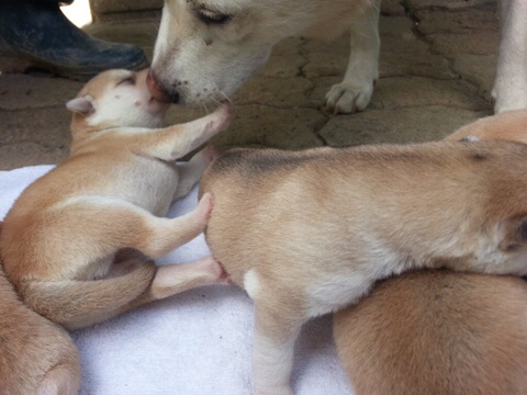 진도스키 및 오리 및 닭들 | 인스티즈