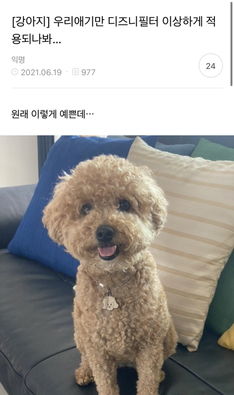 어제 동물병원 갔는데 옆테 다른 견주분이 몇살이냐고 물어보길래 26살이라고 대답했거든..? | 인스티즈