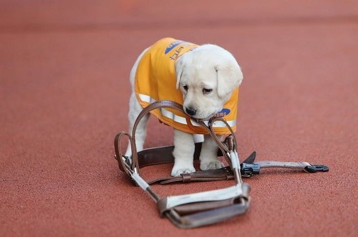 🐶 안내견 공부중입니다! | 인스티즈